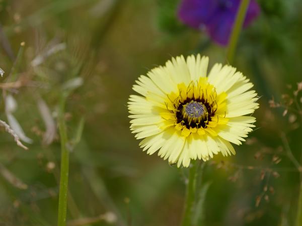 <h3><a href="/trips/extramadura/biota/plantae/tracheophyta/magnoliopsida/asterales/asteraceae/tolpis barbata/tolpis barbata-nl.html">Tolpis&nbsp;barbata</a> / Yellow&nbsp;hawkweed / Christusanjelier</h3>OM-1 Mark II met OLYMPUS M.150-400mm F4.5 TC, 1/2000 sec  bij F5.6, ISO 320, afstand 1.96&nbsp;m